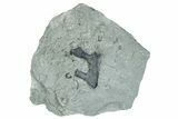 Ordovician Bryozoan Fossil - Indiana #289054-1